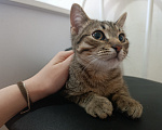 Кошки в Москве: Котенок в добрые руки Мальчик, Бесплатно - фото 2