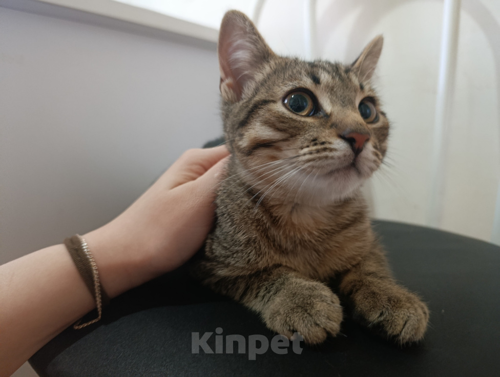 Кошки в Москве: Котенок в добрые руки Мальчик, Бесплатно - фото 2
