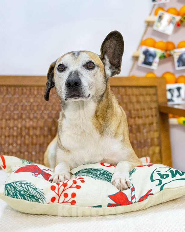 Собаки в Санкт-Петербурге: Гарик ищет дом Мальчик, Бесплатно - фото 3