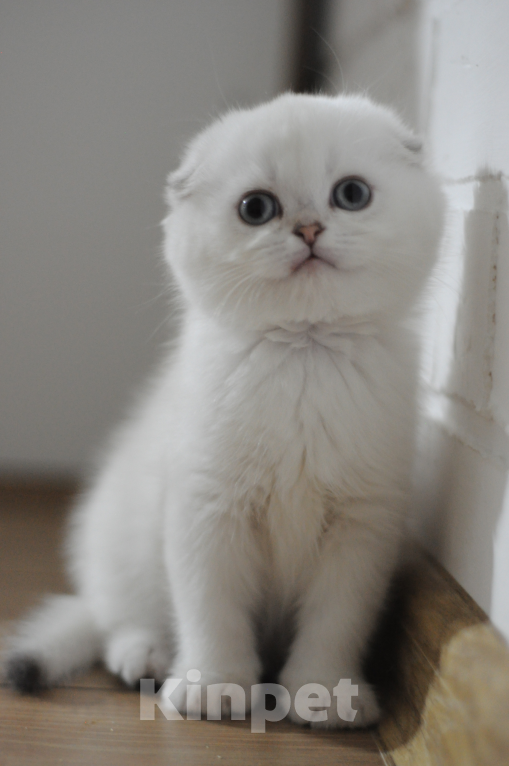 Кошки в Бахчисарае: Шотландский вислоухий котенок Девочка, 55 000 руб. - фото 3