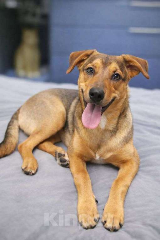 Собаки в Москве: Чудесный 5 мес щенок Ричи ищет семью! Мальчик, Бесплатно - фото 1