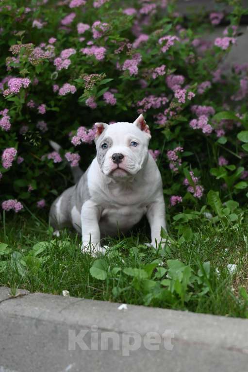 Собаки в Москве: Эффектная красотка  Девочка, 100 000 руб. - фото 3