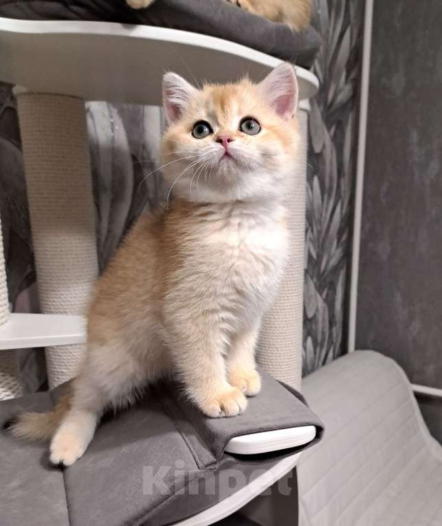 Кошки в Москве: Золотая шотландская девочка ny11 Девочка, 25 000 руб. - фото 1