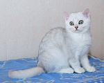 Кошки в Рыбинске: Британская серебристая шиншилла 3 мес Девочка, 15 000 руб. - фото 3