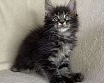 Кошки в Дмитрове: Черный мраморный мальчик мейн кун Мальчик, 30 000 руб. - фото 5