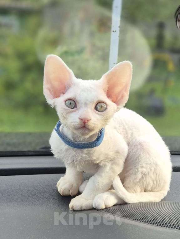 Кошки в Москве: Девон рекс -белый малыш Мальчик, 50 000 руб. - фото 5