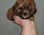 Собаки в Москве: Щенки микро мальтипу, курносые. Мальчик, Бесплатно - фото 2