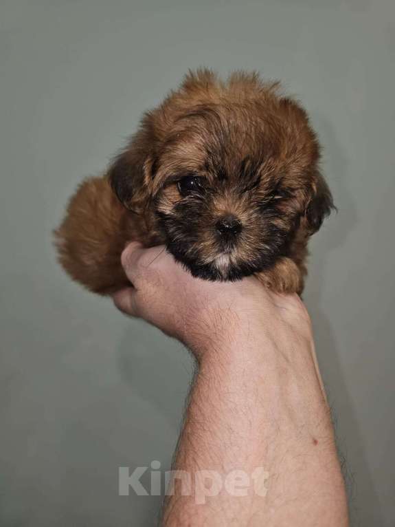 Собаки в Москве: Щенки микро мальтипу, курносые. Мальчик, Бесплатно - фото 2