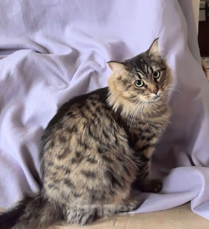 Кошки в Москве: Ласковая кошечка Анфиса ищет семью Девочка, Бесплатно - фото 6