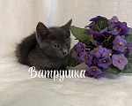 Кошки в Санкт-Петербурге: Котенок Ватрушка Девочка, Бесплатно - фото 1