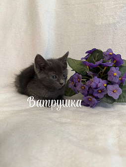 Котенок Ватрушка
