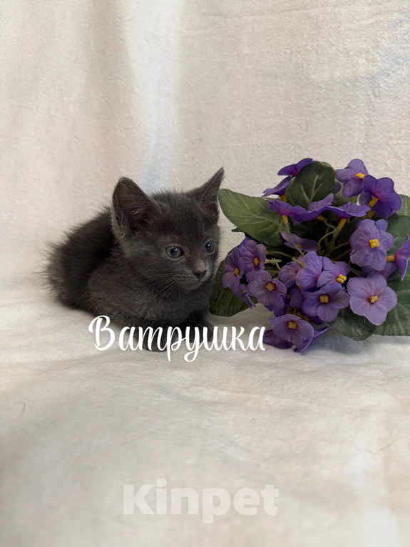 Кошки в Санкт-Петербурге: Котенок Ватрушка Девочка, Бесплатно - фото 1