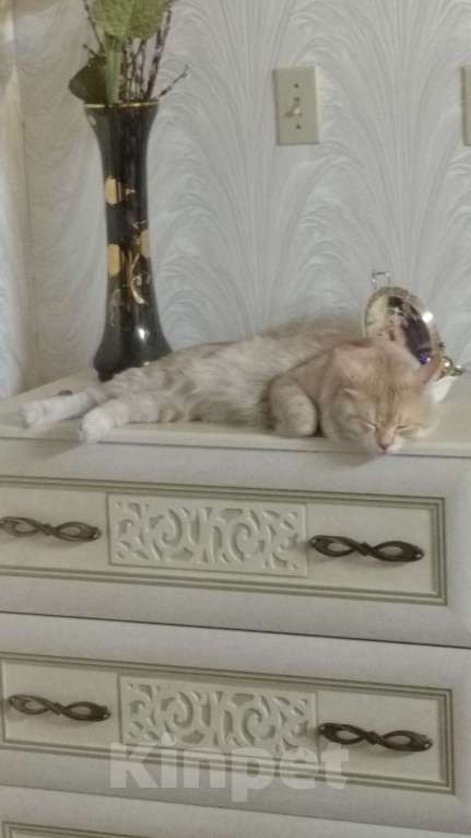 Кошки в Воронеже: Кот вязка Мальчик, 4 500 руб. - фото 3