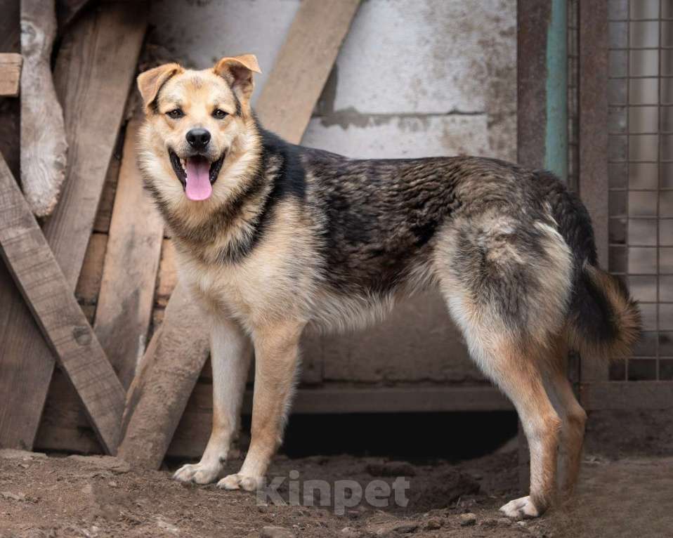 Собаки в Москве: Персик - самый сладкий мальчик в приюте Мальчик, Бесплатно - фото 6
