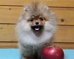 Собаки в Москве: Крошечная девочка померанского шпица Девочка, Бесплатно - фото 3
