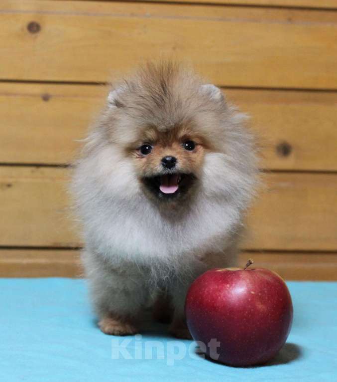 Собаки в Москве: Крошечная девочка померанского шпица Девочка, Бесплатно - фото 3