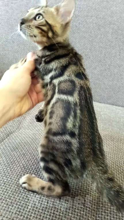 Кошки в Москве: Бенгальский мальчик Мальчик, 30 000 руб. - фото 7