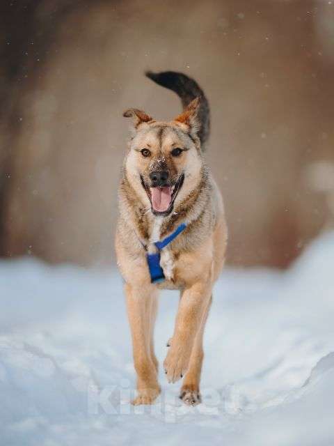 Собаки в Москве: Сади, собака-подросток, которая не умеет любить вполсилы Девочка, Бесплатно - фото 7