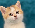 Кошки в Люберцах: Британский котенок Девочка, 55 000 руб. - фото 8