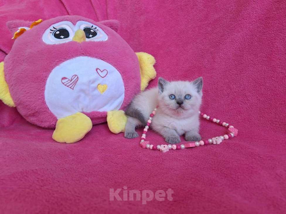 Кошки в Алупке: Шикарные шотландские котята Мальчик, Бесплатно - фото 4