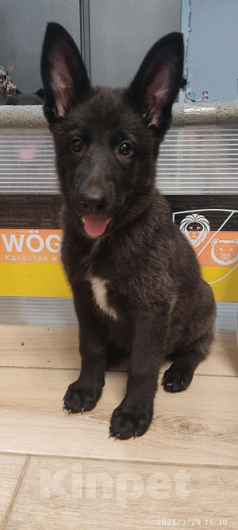 Собаки в других городах Краснодарского края: Щенок немецкой овчарки (девочка) Девочка, 15 000 руб. - фото 1