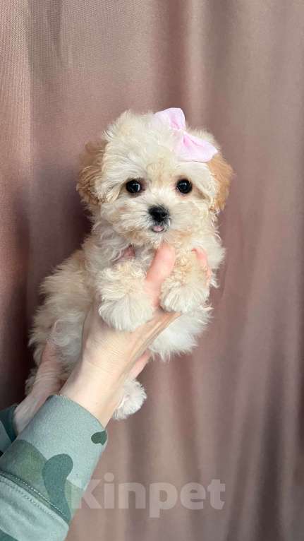 Собаки в Санкт-Петербурге: Микро девочка Девочка, 125 000 руб. - фото 1