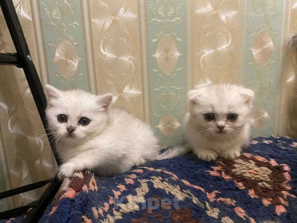 Кошки в Санкт-Петербурге: Девочки и мальчик Мальчик, 20 900 руб. - фото 3
