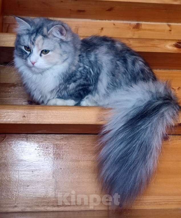 Кошки в Москве: Сибирская красавица Елань Девочка, 30 000 руб. - фото 3