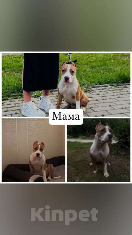 Собаки в Челябинске: Продам АСТ Разнополые, 17 000 руб. - фото 1