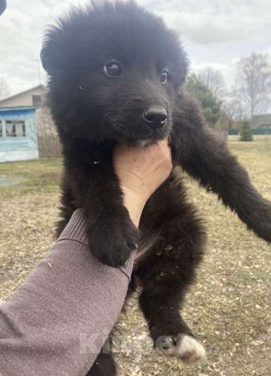 Собаки в Москве: Замечательные щенки: белый, черный и другие в добрые руки Мальчик, Бесплатно - фото 4
