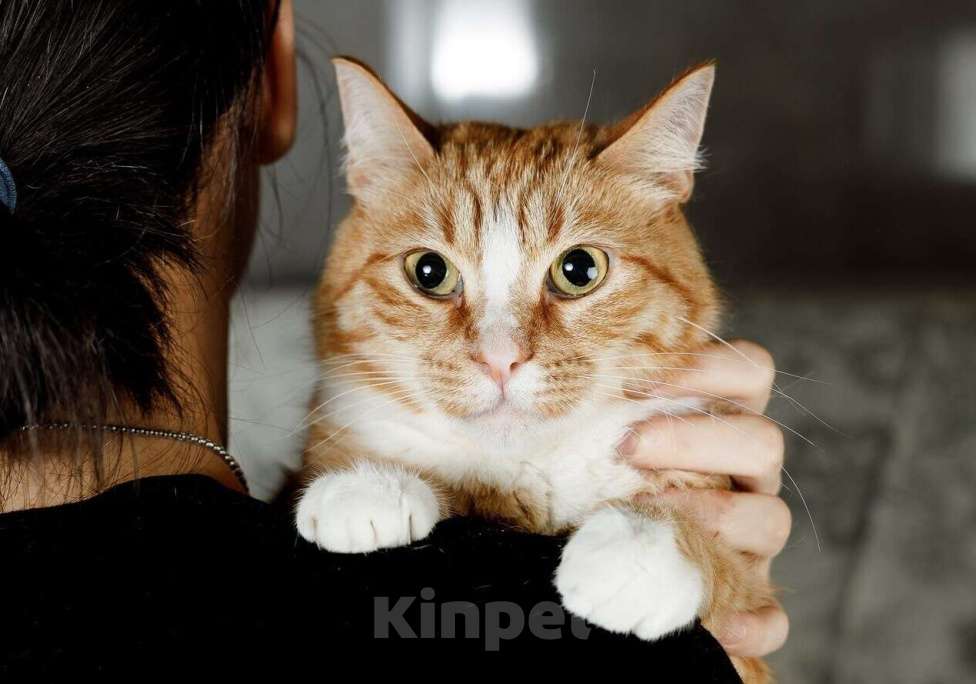 Кошки в Москве: Встречайте – Шани, ваша будущая карамелька счастья! Девочка, 1 руб. - фото 5