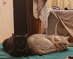 Кошки в Бронницах: Котята в добрые заботливые руки. Мальчик, Бесплатно - фото 5