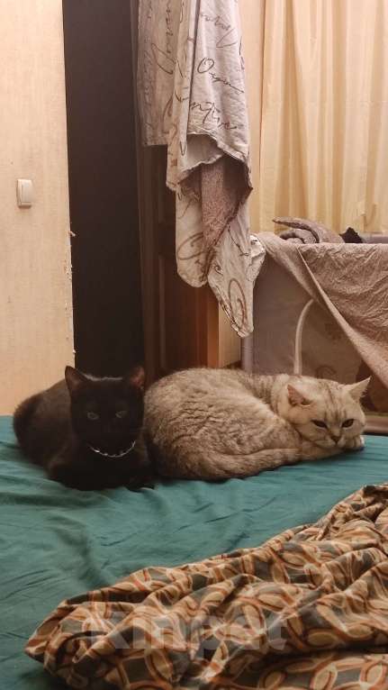 Кошки в Бронницах: Котята в добрые заботливые руки. Мальчик, Бесплатно - фото 5