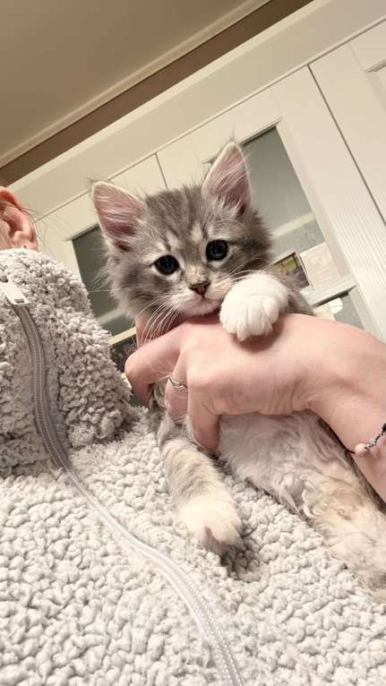 Кошки в Москве: Котята в добрые ответственные руки Девочка, Бесплатно - фото 2