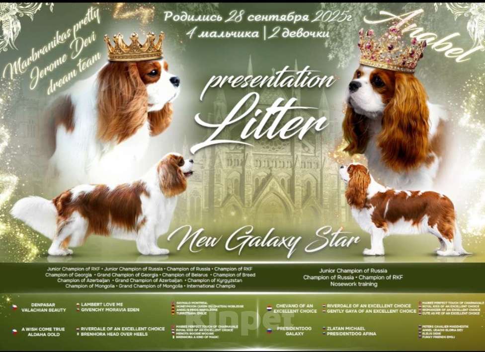 Собаки в других городах Московской области: Щенок кавалер Кинг Чарльз спаниель  Мальчик, 65 000 руб. - фото 5