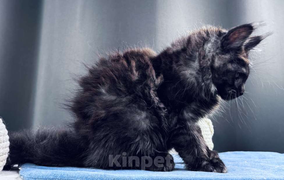 Кошки в Москве: Мейн-кун мальчик Veyron Ulan Mistwolf — крупный кот в модном окрасе «чёрный дым» Мальчик, 120 000 руб. - фото 4