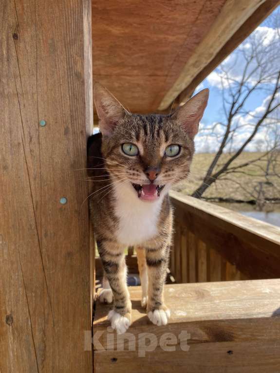 Кошки в Москве: Кошка , почти бенгал) Девочка, Бесплатно - фото 2