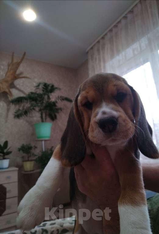 Собаки в других городах Нижегородской области: Девочка-умничка Девочка, 25 000 руб. - фото 2