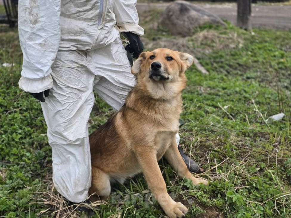Собаки в других городах Ленинградской области: Самые ласковые щенки-целовашки ищут дом Мальчик, Бесплатно - фото 2