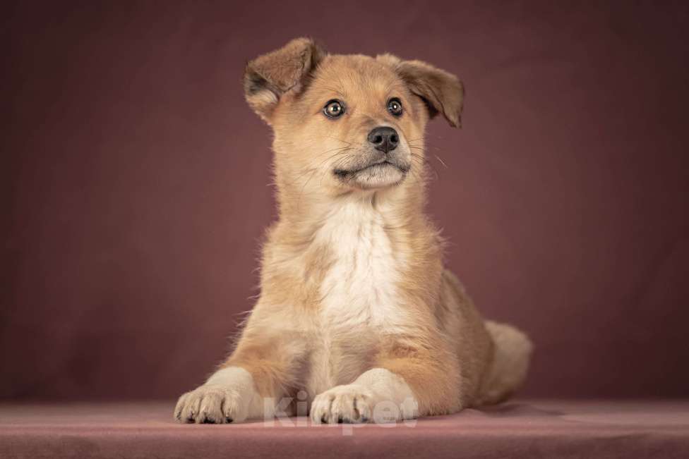 Собаки в Клине: Матео — очаровательный щенок с добрым нравом, который станет вашим лучшим другом Мальчик, Бесплатно - фото 10