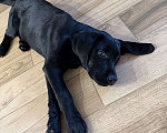 Собаки в Краснодаре: Щенок Лабрадор-ретривер Мальчик, 10 000 руб. - фото 3