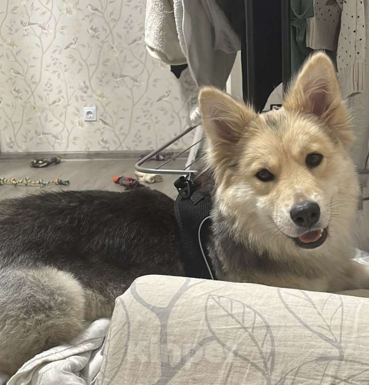 Собаки в других городах Башкортостана: ПРОПАЛА СОБАКА!!! Девочка, Бесплатно - фото 1