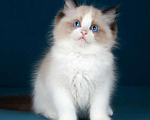 Кошки в Москве: котенок рэгдолл Мальчик, 120 000 руб. - фото 1