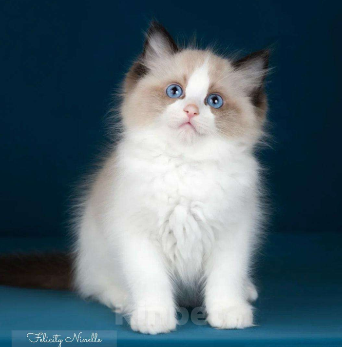 Кошки в Москве: котенок рэгдолл Мальчик, 120 000 руб. - фото 1