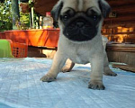 Собаки в Калуге: Продажа щенков Мопса Мальчик, 25 000 руб. - фото 1