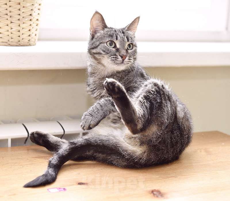 Кошки в Москве: Ручной котопёс Ириска в добрые руки Девочка, 1 руб. - фото 4