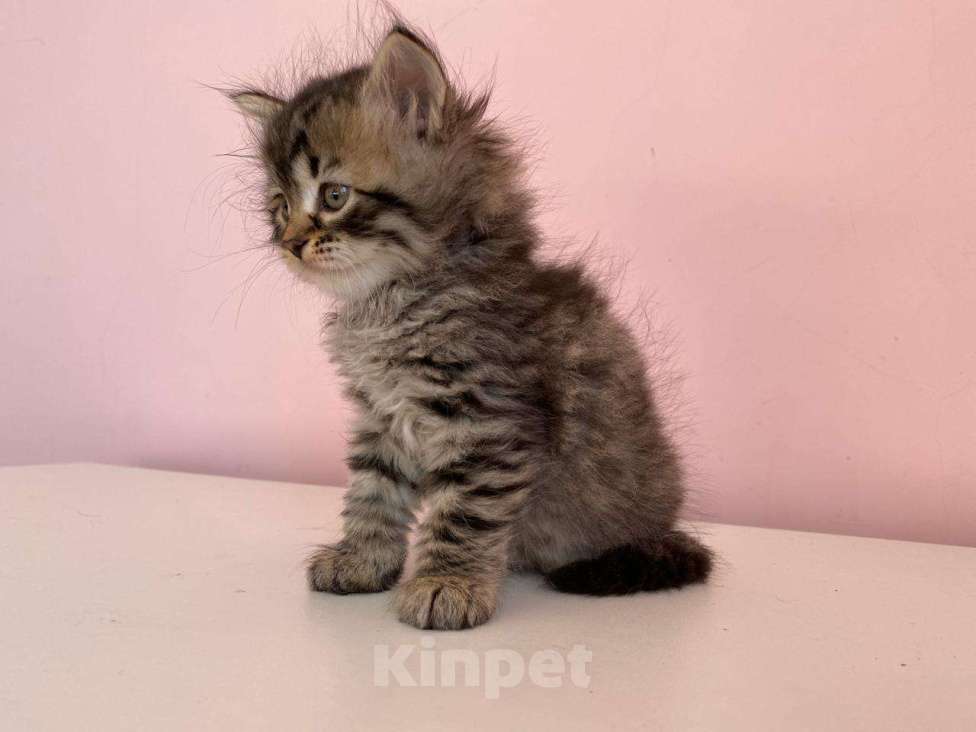 Кошки в Краснодаре: Котик лесного окраса Мальчик, 35 000 руб. - фото 4