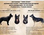 Собаки в Усмани: Шикарная девочка. Девочка, 40 000 руб. - фото 3
