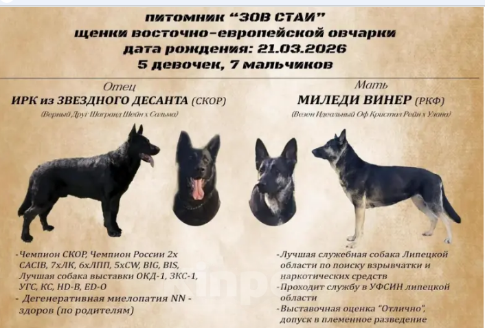 Собаки в Усмани: Шикарная девочка. Девочка, 40 000 руб. - фото 3