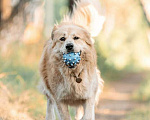 Собаки в Москве: Шикарный пёс Нортон в добрые руки. Мальчик, 1 руб. - фото 7